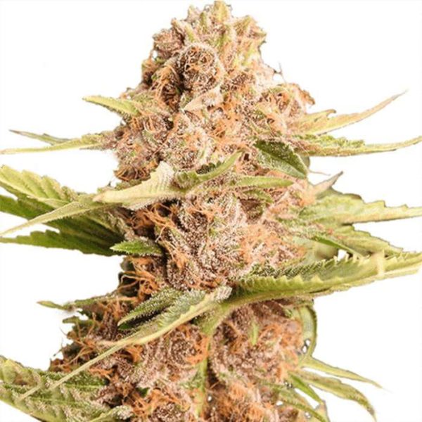 Girl Scout Cookies Feminized Seeds