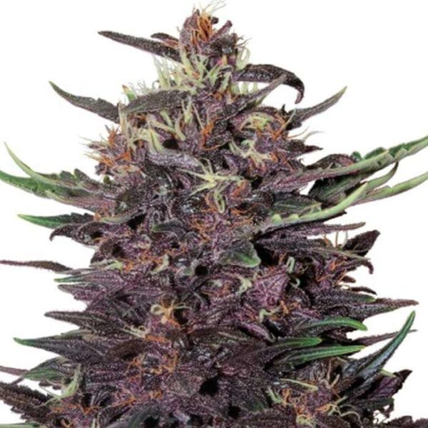 Purple Kush Feminized Seeds