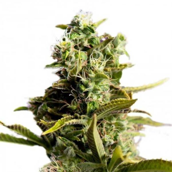 Pain killer Feminized Seeds